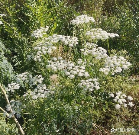 小白花，小白花的种植与养护