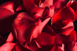 玫瑰花束花语大全，送给Ta的8朵玫瑰含义