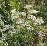 小白花，小白花的种植与养护